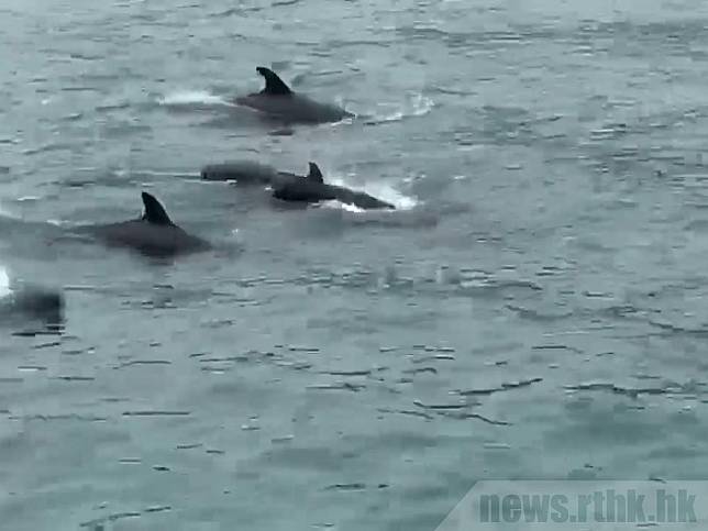 有網上影片拍攝到大批偽虎鯨下午在維港水域暢泳。