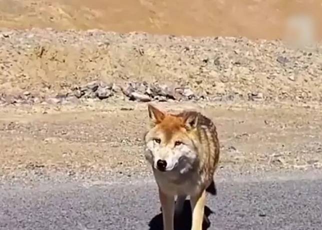 有野狼在公路旁討吃。