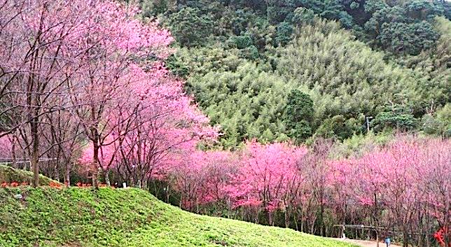 翠墨莊園超過千顆櫻花樹海（圖片來源/LINE熱點用戶） 