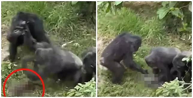 在台灣高雄，周三(1日)有民眾目擊一隻野生台灣獼猴誤闖壽山動物園的黑猩猩園區，黑猩猩們受到驚嚇，獼猴遭圍毆攻擊致死。（中天新聞截圖）