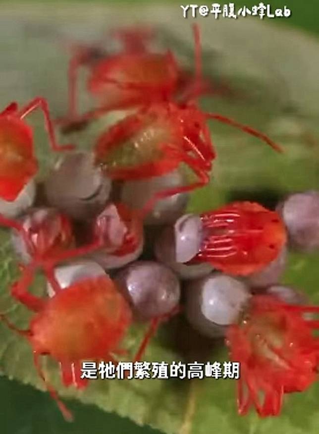 荔枝椿象卵若呈現空殼狀代表已經孵化，幼蟲可能已隨衣物進入室內，民眾在收衣時務必仔細檢查。（翻攝自臉書/呂軍逸（蝌蚪老師） 昆蟲＆生態講師）