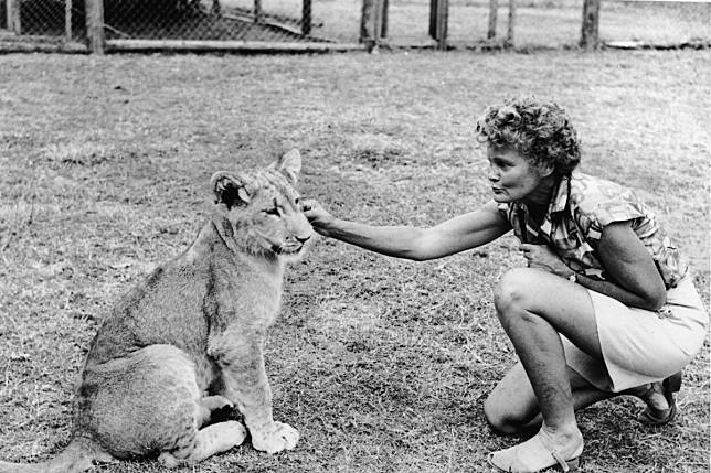 Austrian-born Kenyan conservationist and author Joy Adamson was killed by a lion in January, 1980. Photo: Getty Images)