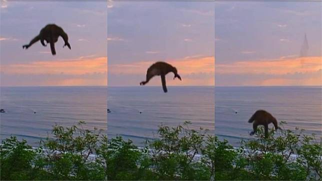 猴子被地震嚇到跳樹求生。圖／翻攝自YouTube@東部海岸國家風景管理處