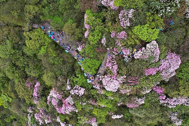 This aerial drone photo taken on May 4, 2024 shows a view of Mount Fanjing in Tongren City, southwest China's Guizhou Province. (Photo by Li He/Xinhua)