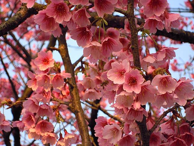 ▲農曆春節台灣賞櫻景點-陽明山櫻花。（圖／Pixabay）