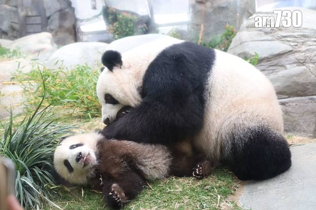 親親動物園周六起舉行，海洋公園： 盈盈未來或再參與繁殖計劃。(鍾式明攝)