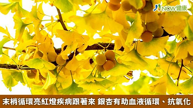 ▲研究發現，使用銀杏萃取物可以幫助改善眩暈、耳嗚、頭痛、記憶減退等腦部血管循環等障礙及週邊血管障礙。（圖／NOW健康製作；圖片來源／ingimage）