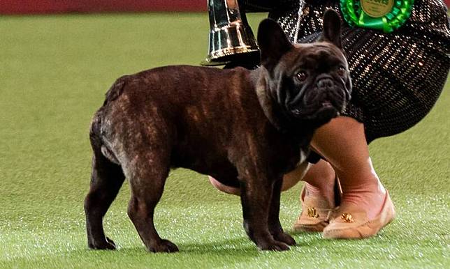英國「克魯福茲犬展」，法國鬥牛犬「艾爾頓」在「多功能犬組」奪冠。(圖擷取自The Kennel Club官網)