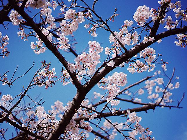 雲林古坑的草嶺村 (圖/LINE熱點用戶)&nbsp; 
