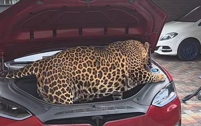 誤會大了！　以為是捷豹…結果只是「花豹躺在特斯拉上」