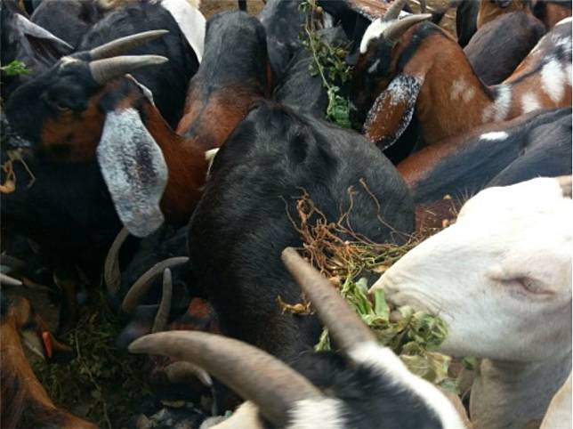 菊島放牧羊隻搶食美味花生藤。（圖片來源：農委會提供）