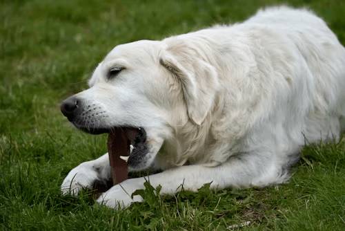 對於幼犬換牙期的狗狗來說，亂咬東西多半是因為牙齦癢。圖:unsplash