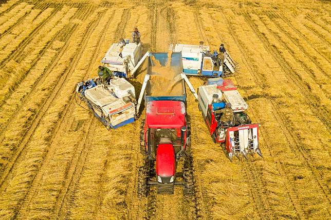 An aerial drone photo shows farmers loading newly harvested grains into a vehicle in Daoxiang Village of Suihua City, northeast China's Heilongjiang Province, Oct. 13, 2024. (Xinhua/Zhang Tao)