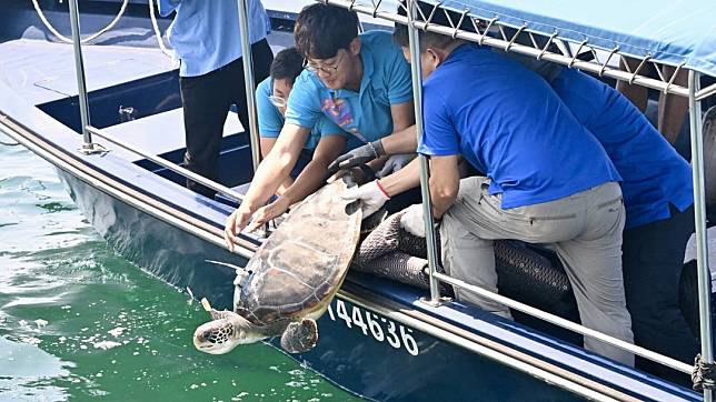 綠海龜放流大海