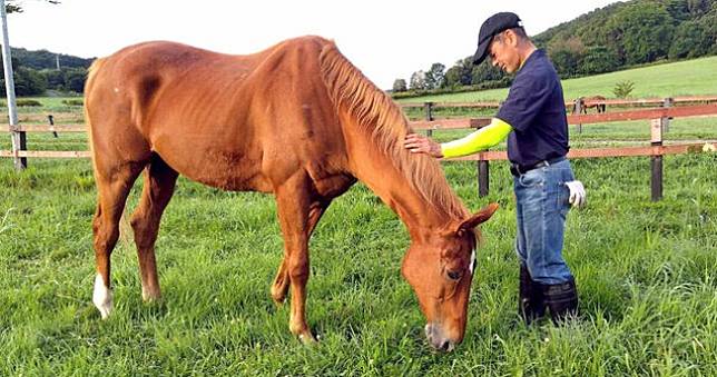 日本殿堂名馬「大樹快車」過世，《賽馬娘》官方發文悼念粉絲不捨