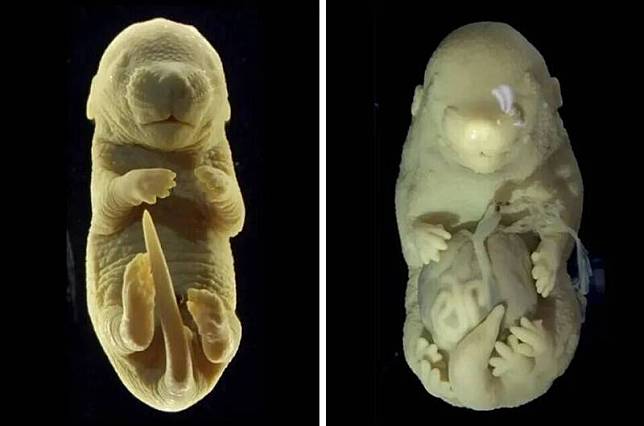 科學家意外製造出一個6條腿的小鼠胚胎(右)，原本外生殖器長出的部位竟然生長出一雙額外的後肢。(圖片來源：Instituto Gulbenkian de Ciência)