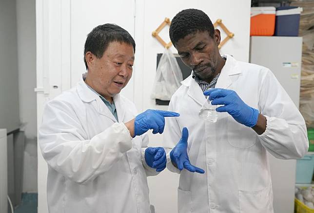 Professor Hai Jiangbo talks with Ngnadong Wansim Aboubakar, a doctoral candidate from Cameroon, at the College of Agronomy, Northwest Agriculture and Forestry University in Yangling, northwest China's Shaanxi Province, Sept. 3, 2024. (Xinhua/Shao Rui)