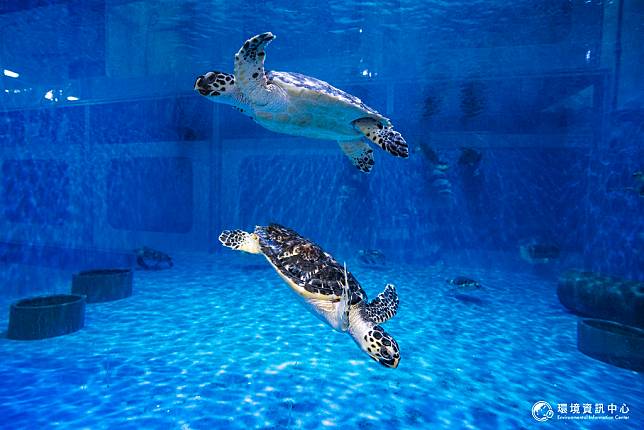 正在阿布達比國家水族館（The National Aquarium）館內悠游的海龜。攝影：許震唐