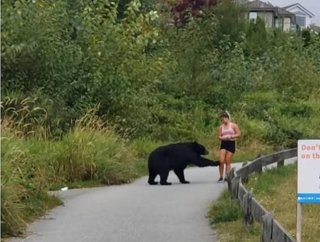 加拿大一處健行步道，發生黑熊出沒事件，所幸沒造成意外。（翻攝自Storyful Rights Management YouTube頻道）