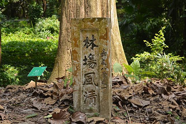 林場風清森呼吸　倘佯百年林園不忘防疫