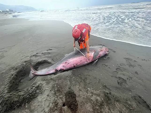 ▲今天上午有民眾在外澳沙灘發現2隻侏儒抹香鯨擱淺。（圖／翻攝畫面）