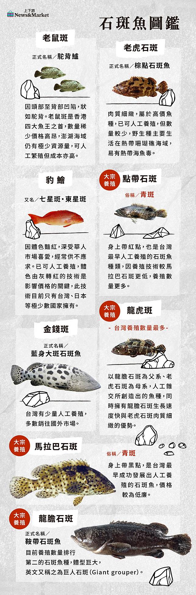 石斑圖鑑》厚唇性感又凶猛，肉食控連鯊魚也吃，價高背後有秘密，「珍珠