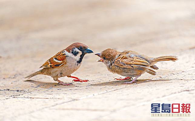 ■麻雀是本港常見的鳥類，惟其數目原來正在大減。