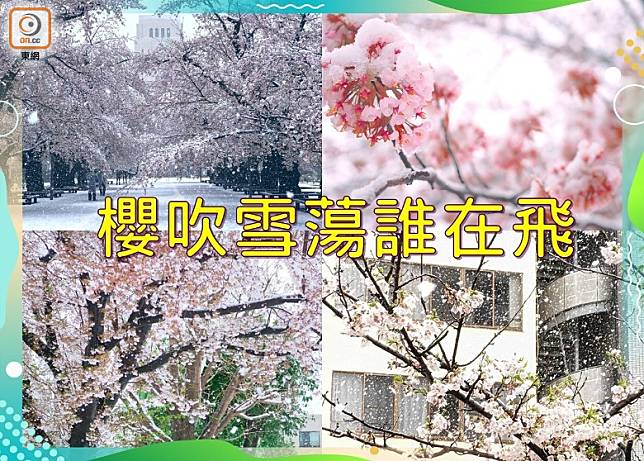 日本又迎來了一年一度的櫻花季，3月29日卻下了一場大雪，令剛盛開的櫻花染上了白色。（設計圖片）