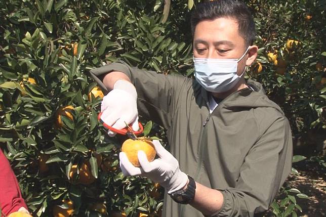 大新竹合併農業請益 林智堅探訪寶山柑橘果園