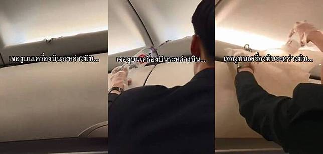 有乘客近日在泰國亞洲航空1架從曼谷飛往普吉島的班機上驚恐發現1隻蛇在燈管旁邊爬行，所幸空服員冷靜處理，將蛇抓進塑膠袋中，才化解這次危機。(圖截自TikTok「@utusantvofficial」)