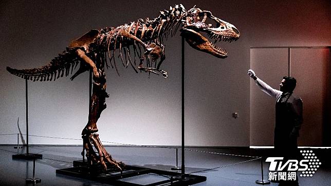 「霸王龍」的祖先、白堊紀魔龍化石將在7月底被拍賣。（圖/達志影像美聯社）