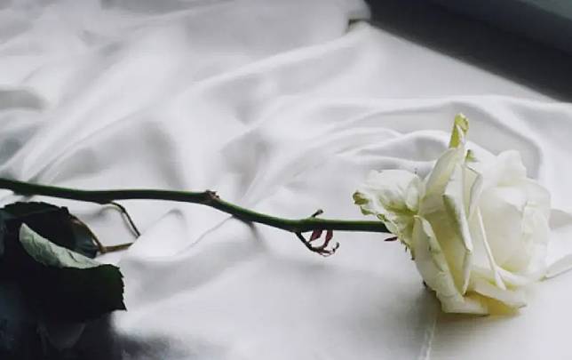 白玫瑰。（示意圖／翻攝pixabay）