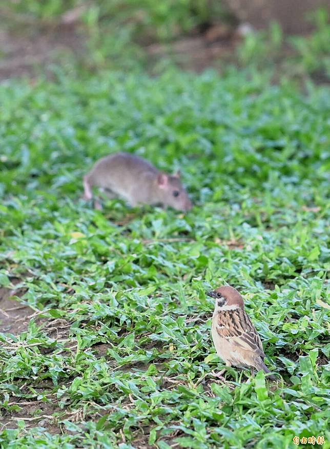 樹下草地出現老鼠、麻雀「和平共處」同框畫面，卻顯示當地的生態與公共衛生已因鼠患失序。(記者王藝菘攝)