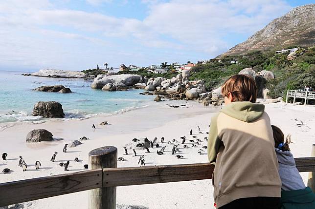 Tourists watch penguins on the beach at Boulders Penguin Colony, Simon's Town, South Africa, Aug. 12, 2023. (Xinhua/Dong Jianghui)