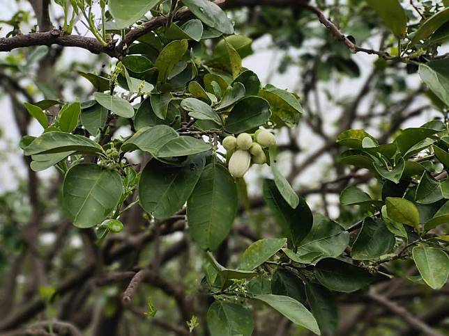 麻豆區已有少量柚樹結苞將開花，預告麻豆文旦柚花期即將來臨。（記者林相如攝）