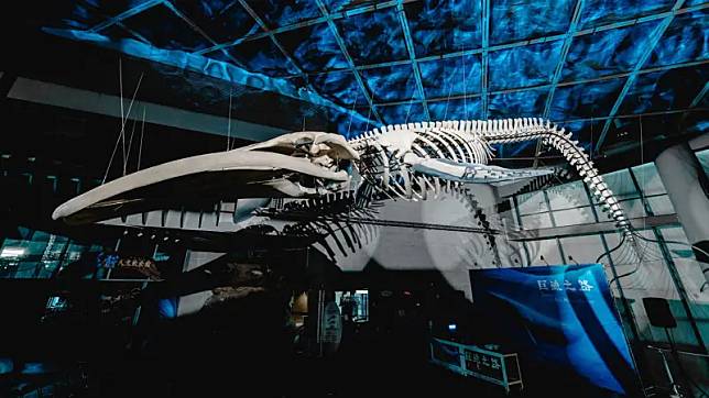 ▲藍鯨骨骼標本展覽「巨鯨之路」即日起於海生館世界水域館大廳公開展出，成為臺灣首座藍鯨骨骼標本展示。（圖／屏東海生館提供）