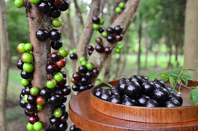 長在樹上的珠寶、水果界的新寵：樹葡萄果香四溢，越大顆越好吃，甜度UP UP!