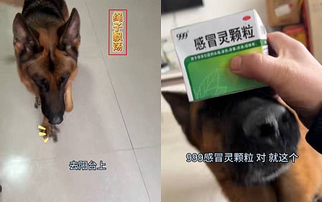 真的是沒有白養！ 狼犬替主人買感冒藥、遞水「包套搞定」