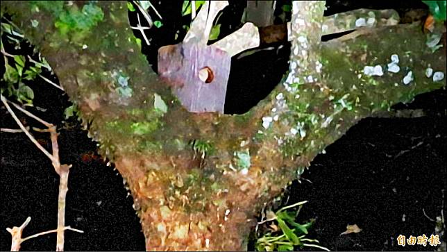 台東林區管理處在知本森林遊樂區樹上蓋「小木屋」，吸引飛鼠入住。(記者黃明堂攝)