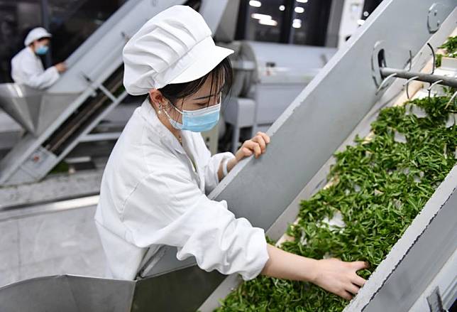 A worker processes tea leaves at a tea processing enterprise in Zixing City, central China's Hunan Province, April 2, 2024. (Xinhua/Zhao Zhongzhi)