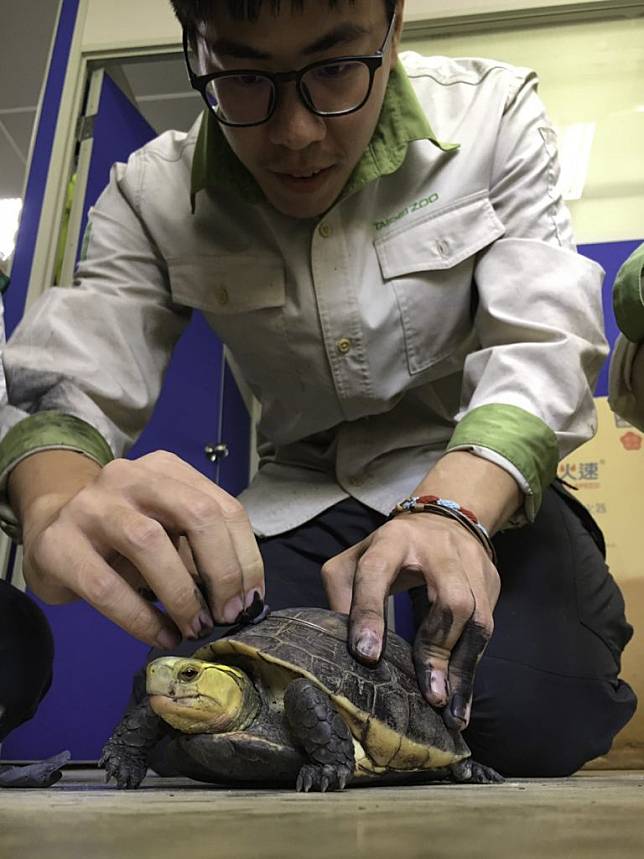 保育員幫食蛇龜安裝無線電發報器，準備回歸野外。（台北市立動物園提供）