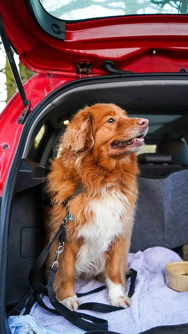 網友將愛犬們安置在車內後，每隔數個小時就會停車放風讓愛犬上廁所 (示意圖/Unsplash)