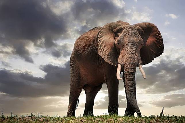▲印度一名老婦人不明原因遭大象攻擊致死，不料喪禮時，同一頭大象又再度闖入鞭屍。（圖／取自免費圖庫pixabay）