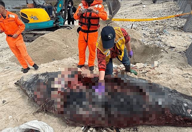 海保署獲報有一具鯨豚屍體遭人切割後亂丟。（海保署提供）