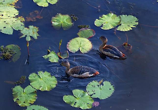 This photo shows the scenery of Diyasaru Park in Kotte, Sri Lanka, Feb. 1, 2025. (Photo by Ajith Perera/Xinhua)