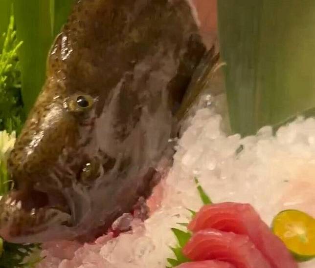 比目魚突抖動，眼睛圓睜、嘴巴張合。(王姓民眾提供)