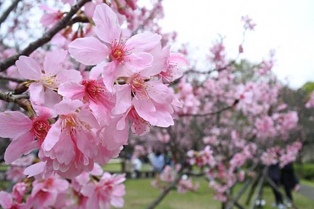 陽明山賞花