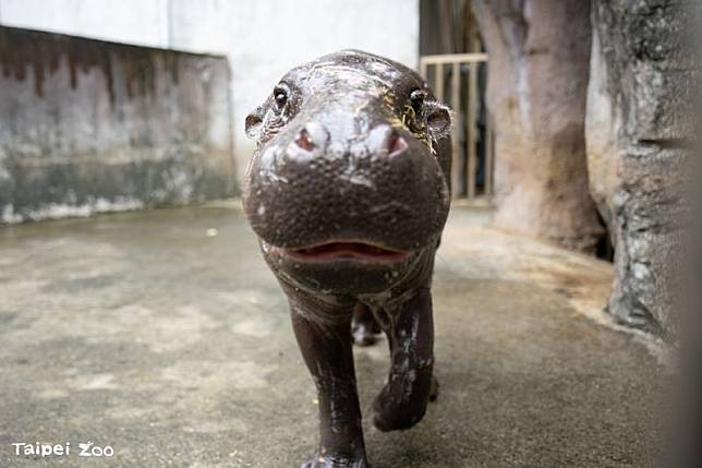 「湯包」看起來非常可愛。（台北市立動物園提供）