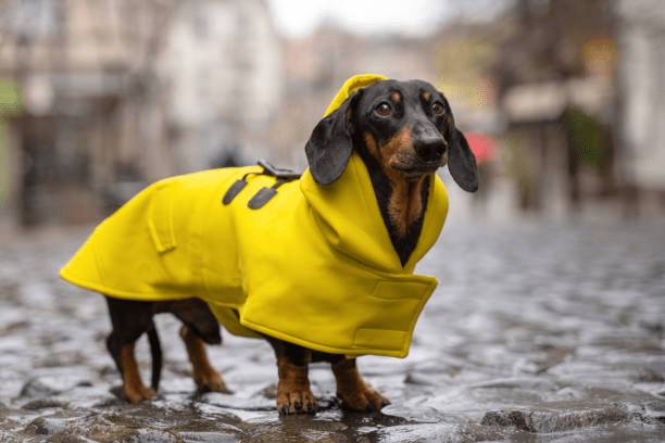 不同季節下，狗狗的穿衣服需求有所差異。圖:istockphoto