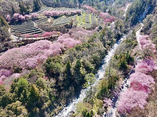 武陵農場櫻花季期間兆豐茶園空拍圖。 圖：國軍退除役官兵輔導委員會武陵農場／提供